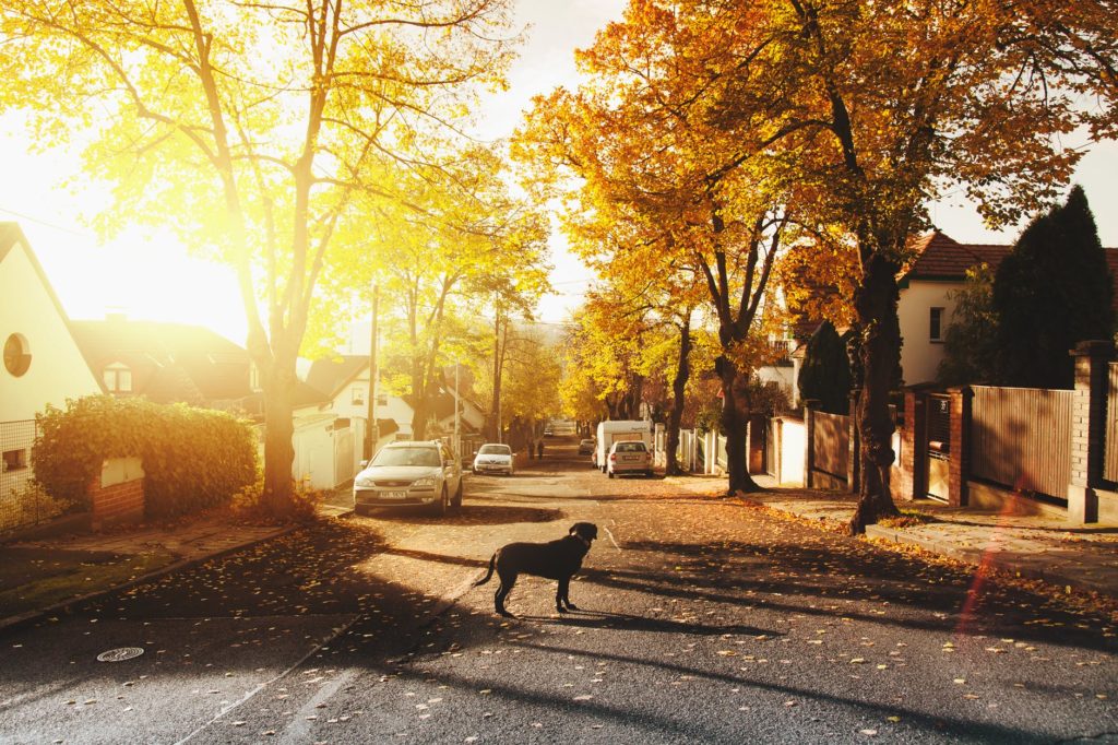 Sunset-photo-of-dog-on-neighborhood-street